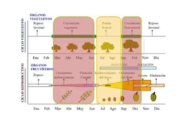grafico lipogénesis